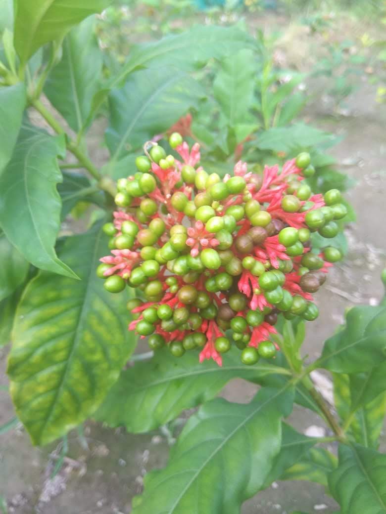 Sarpgandha