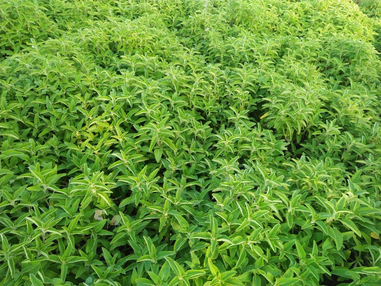 Coleus forskohlii
