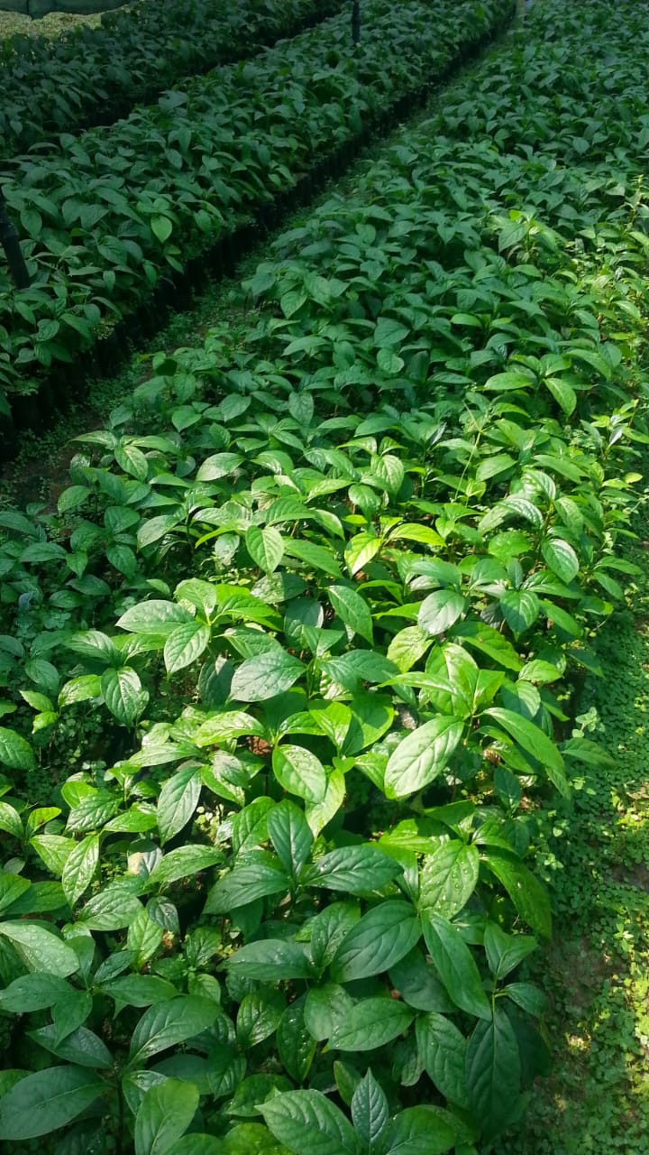 Mappia Foetida