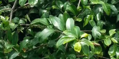 Salacia Chinensis